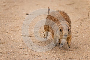 A beautiful prairie dog Cynomys ludovicianus