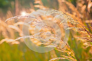 Beautiful prairie grasses blowing in the breeze at golden hour