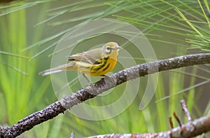 Prairie Warbler (Setophaga discolor) photo