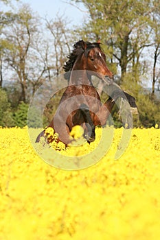 Beautiful prancing horse