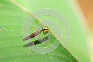 Beautiful Praying Mantis