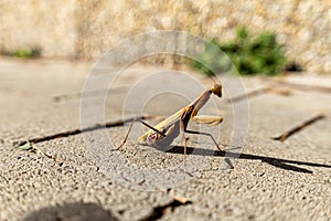 A beautiful praying mantis that basks in the sun and pretends to be invisible....