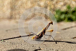 A beautiful praying mantis that basks in the sun and pretends to be invisible....