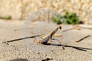 A beautiful praying mantis that basks in the sun and pretends to be invisible....