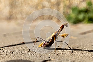 A beautiful praying mantis that basks in the sun and pretends to be invisible....