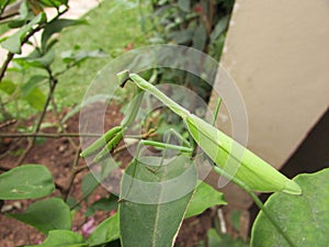 A beautiful praying mantis