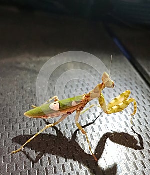 a beautiful praying mantis type animal