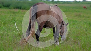 Beautiful Pregnant Horse grazing in field.
