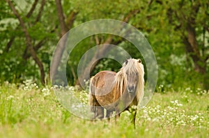 Beautiful pregnant mares with colourful fur in the meadow, waiting for the birth of their foals