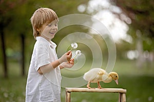Beautiful preschool boy, playing in the park with little ducks and blowing dandelions, rural scene