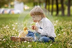 Beautiful preschool boy, playing in the park with little ducks and blowing dandelions