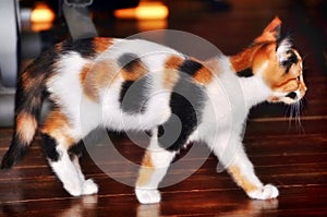 Beautiful / pretty calico cat / kitten photo