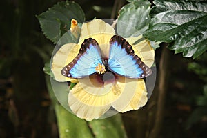 A Beautiful pretty colourful blue butterfly with wings spread