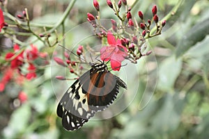 A Beautiful pretty colourful butterfly with wings spread