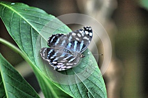 A Beautiful pretty colourful butterfly with wings spread