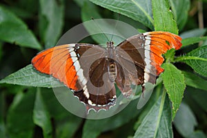 A Beautiful pretty colourful butterfly with wings spread
