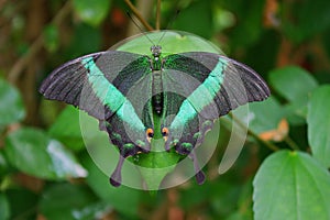 A Beautiful pretty colourful butterfly with wings spread