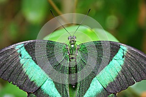 A Beautiful pretty colourful butterfly with wings spread