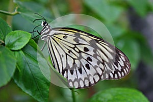 A Beautiful pretty colourful butterfly with wings spread