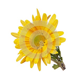 Beautiful pretty yellow chrysanthemum flower daisy isolated on the white background