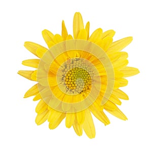 Beautiful pretty yellow chrysanthemum flower daisy isolated on the white background