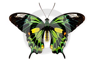 Beautiful Priam's green Birdwing butterfly isolated on a white background with clipping path