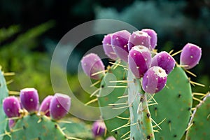 Beautiful prickly pear cactus with red fruits. Opuntia, ficus-indica or Indian fig opuntia in park