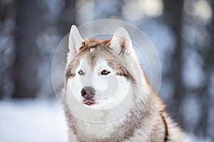 Beautiful, prideful and free Siberian Husky dog sitting on the snow path in the fairy winter forest at sunset