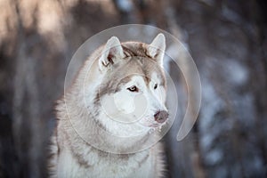 Beautiful, prideful and free Siberian Husky dog sitting on the snow in the winter forest at sunset