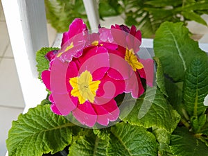 Beautiful Primrose flower in the greenhouse close-up Primulaceae plant