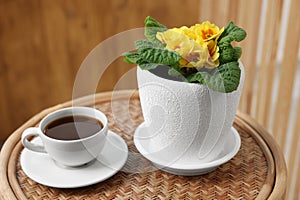 Beautiful primrose plant in flower pot and cup of coffee on wooden table indoors