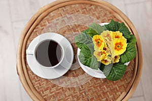 Beautiful primrose plant in flower pot and cup of coffee on wooden table, top view