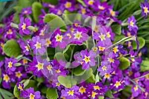 Beautiful primroses growing in the garden in the spring sunshine