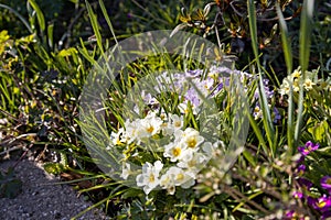 Beautiful primroses growing in the garden in the spring sunshine