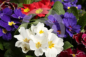 Beautiful primula primrose plants with colorful flowers as background, closeup. Spring blossom