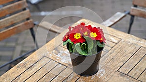Beautiful primula vulgaris red potted flower on an outdoor cafe table