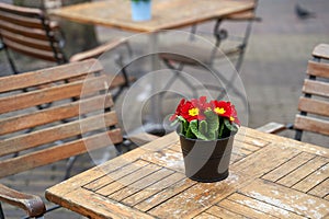 Beautiful primula vulgaris red potted flower on an outdoor cafe table