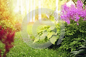 beautiful private summer garden view with pink and red astilbe