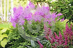beautiful private summer garden view with pink and red astilbe