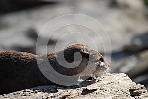 Beautiful Profile of a Giant River Otter on a Log