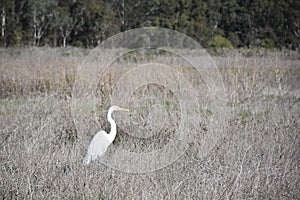 Beautiful Profile of a Great White Egret in a Field