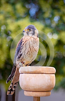 Beautiful profile of a kestrel