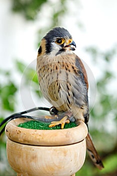 Beautiful profile of a kestrel