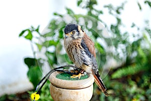 Beautiful profile of a kestrel