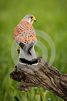 Beautiful profile of a kestrel in the nature