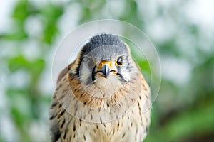 Beautiful profile of a kestrel in the nature