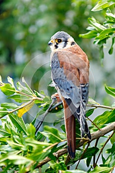 Beautiful profile of a kestrel in the nature