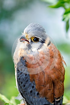 Beautiful profile of a kestrel in the nature