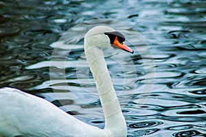 A beautiful profile of a mute swan