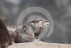Beautiful Profile of a River Otter Up Close